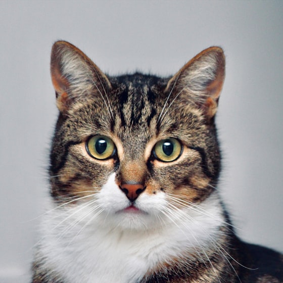 Gato atigrado de pelo corto