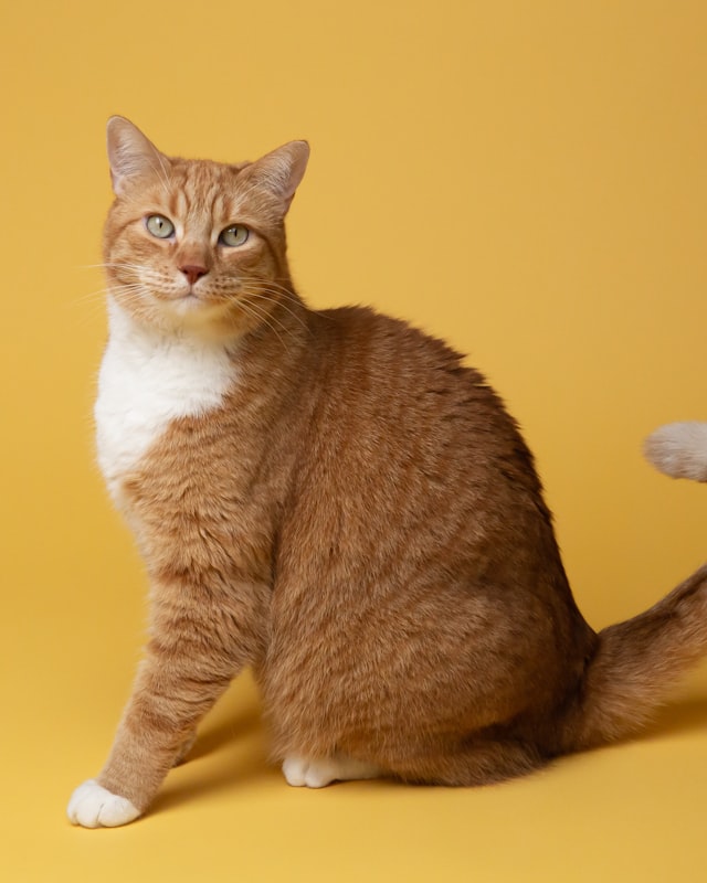 Gato naranja atigrado