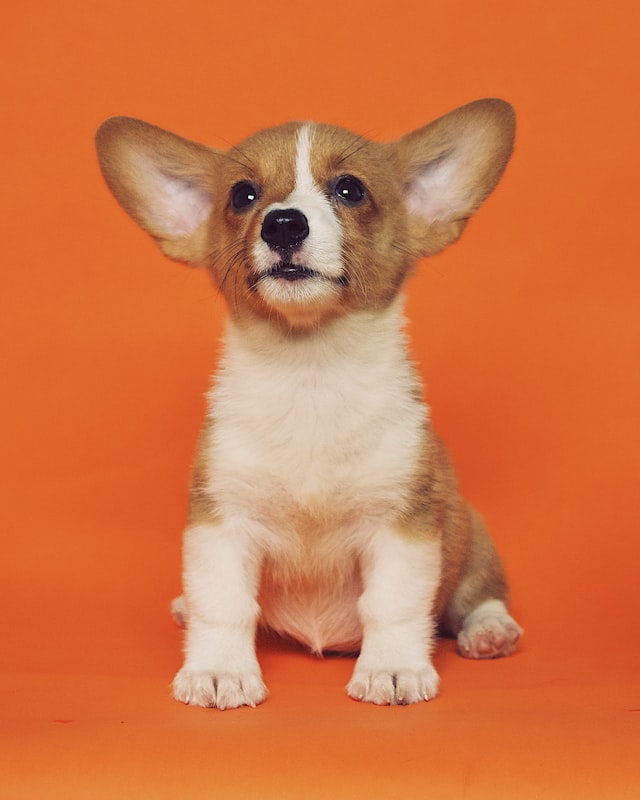 Cachorro corgi