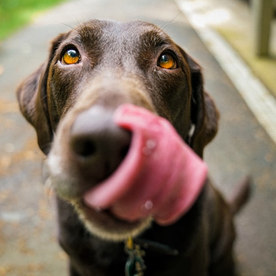 Labrador chocolate sacando la lengua
