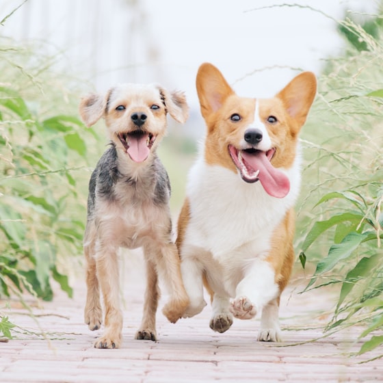 Dos perros corriendo
